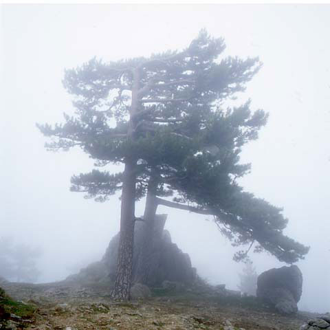 Arbres dans la brume Col de Bavella, Corse, Photographie Paul Maurer, dans les pas d'Erik Borja
