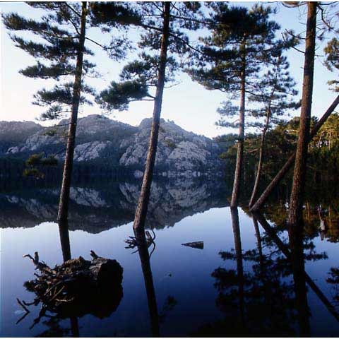 Reflets Foret de Zonza, Corse, Photographie Paul Maurer, dans les pas d'Erik Borja