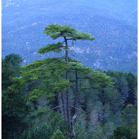 Solitude Foret de Zonza, Corse, Photographie Paul Maurer, dans les pas d'Erik Borja