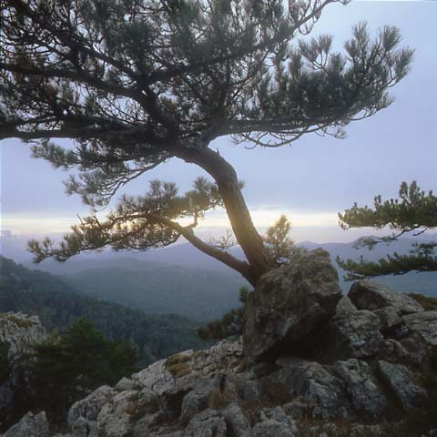 Pin penche Foret de Zonza, Corse, Photographie Paul Maurer, dans les pas d'Erik Borja