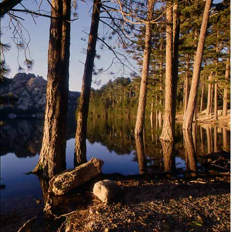 Troncs Lac de l'Ospedale, Corse, Photographie Paul Maurer, dans les pas d'Erik Borja