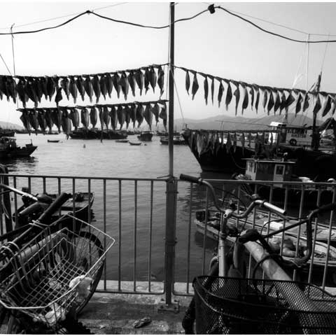 Drying fishes in Peng Chau Island Bay of Hongkong Photo Paul Maurer
