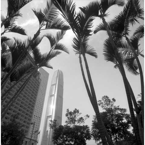 IFC building with palm trees from Connaught Street Central Hongkong photo Paul Maurer