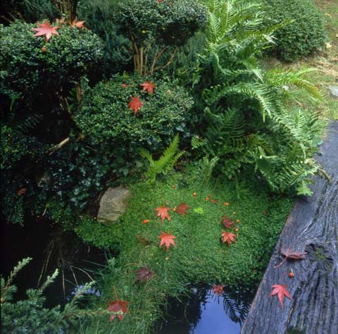 Jardin d'Erik Borja feuilles d'erable sur bruyères Valence France photo Paul Maurer