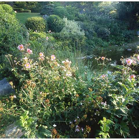 Jardin d'Erik Borja étang et fleurs des champs Valence France photo Paul Maurer